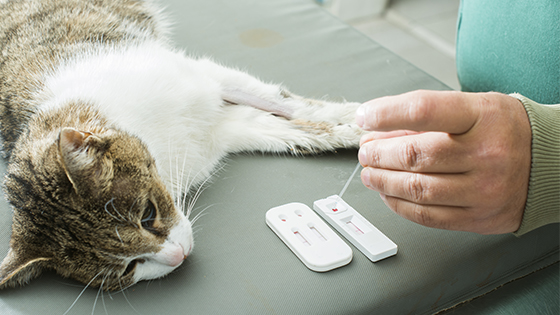 Cat on veterinary table with lateral flow test